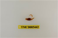 藏品(乳白南方招潮蟹)的圖片